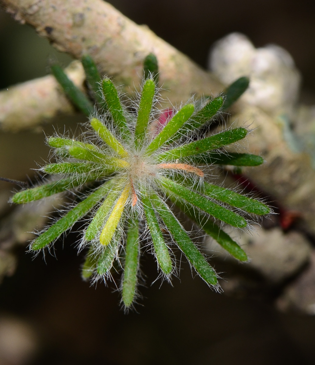 Изображение особи Calothamnus villosus.