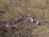 Colchicum laetum