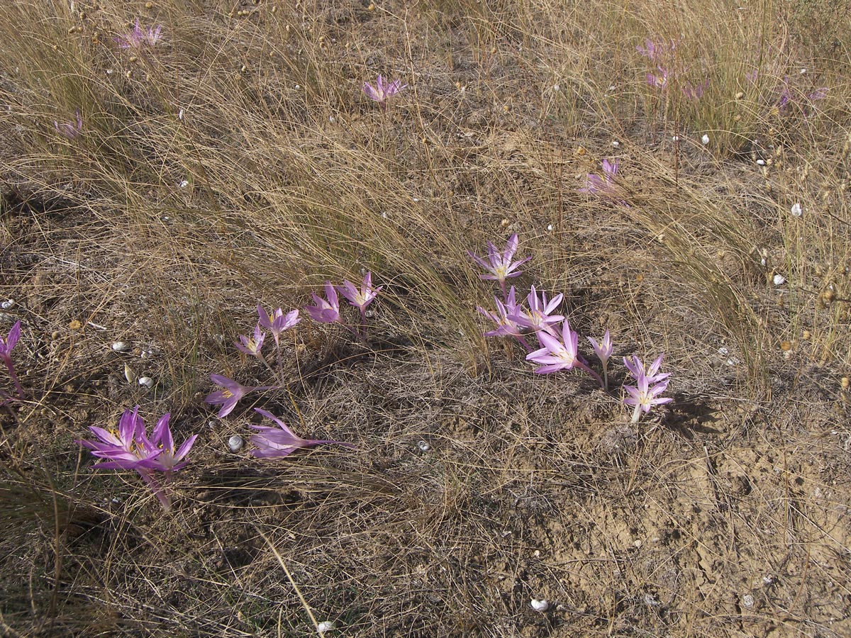 Image of Colchicum laetum specimen.