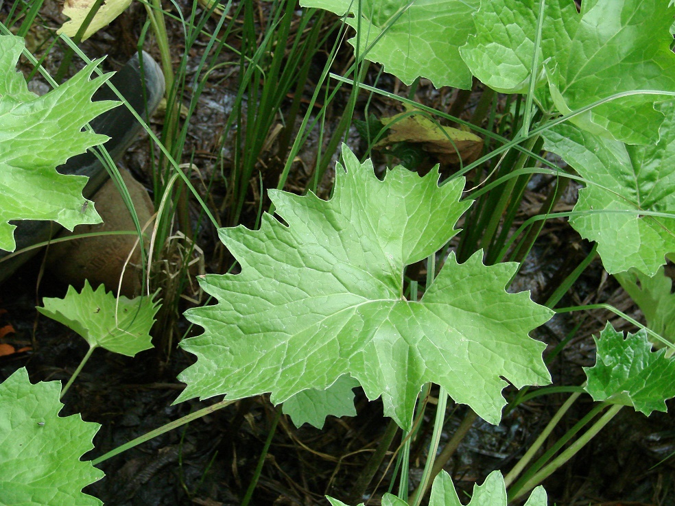 Image of Petasites frigidus specimen.