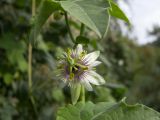 Passiflora morifolia