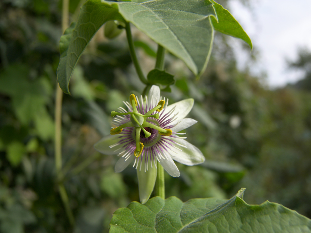 Изображение особи Passiflora morifolia.