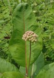 Asclepias syriaca. Развивающееся соцветие и лист. Украина, г. Запорожье, о-в Хортица, северо-восточная часть острова. 01.06.2016.