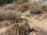 Kalanchoe tubiflora. Цветущие растения. Австралия, Новый Южный Уэльс, пос. Лайтнинг Ридж, возле заброшенного карьера, где добывали опалы. 14.09.2009.