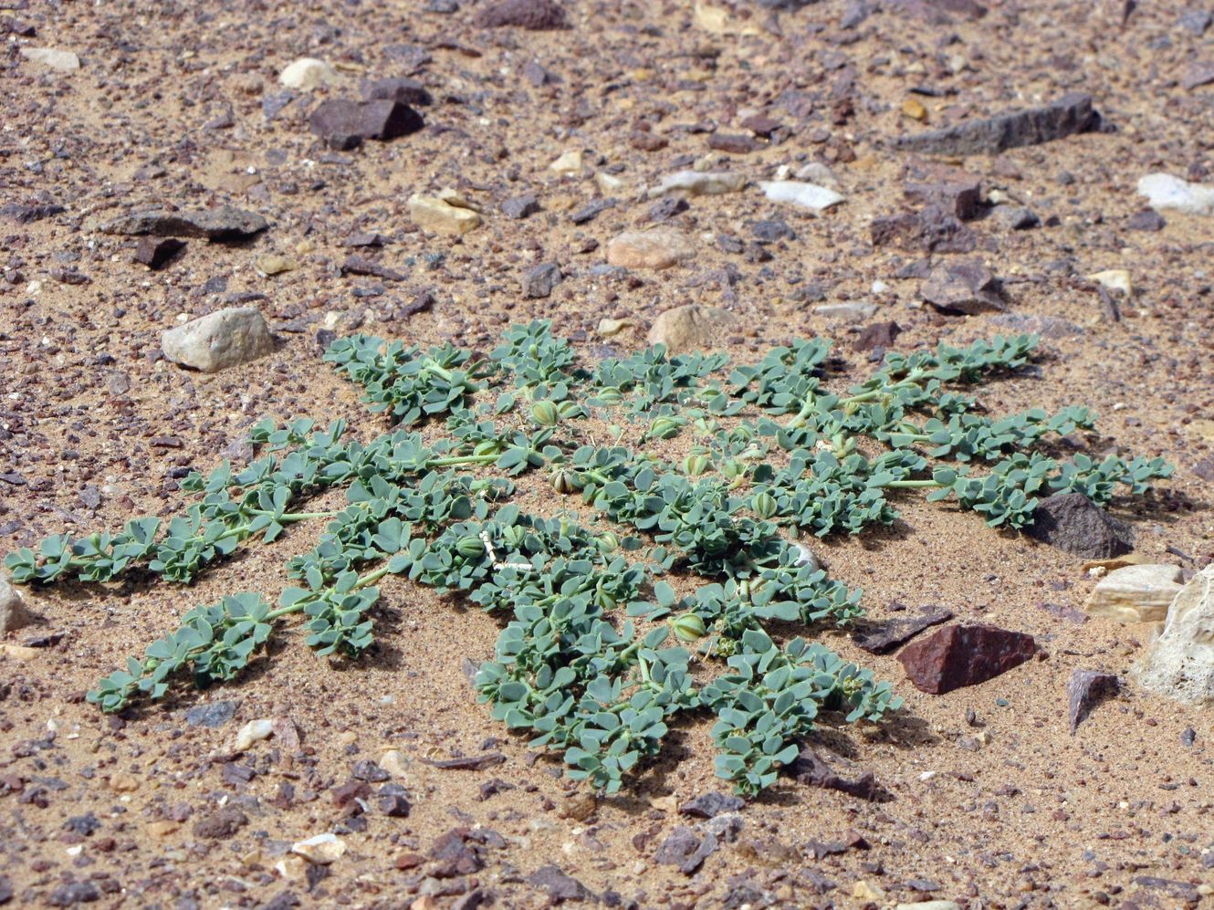 Image of Seetzenia lanata specimen.