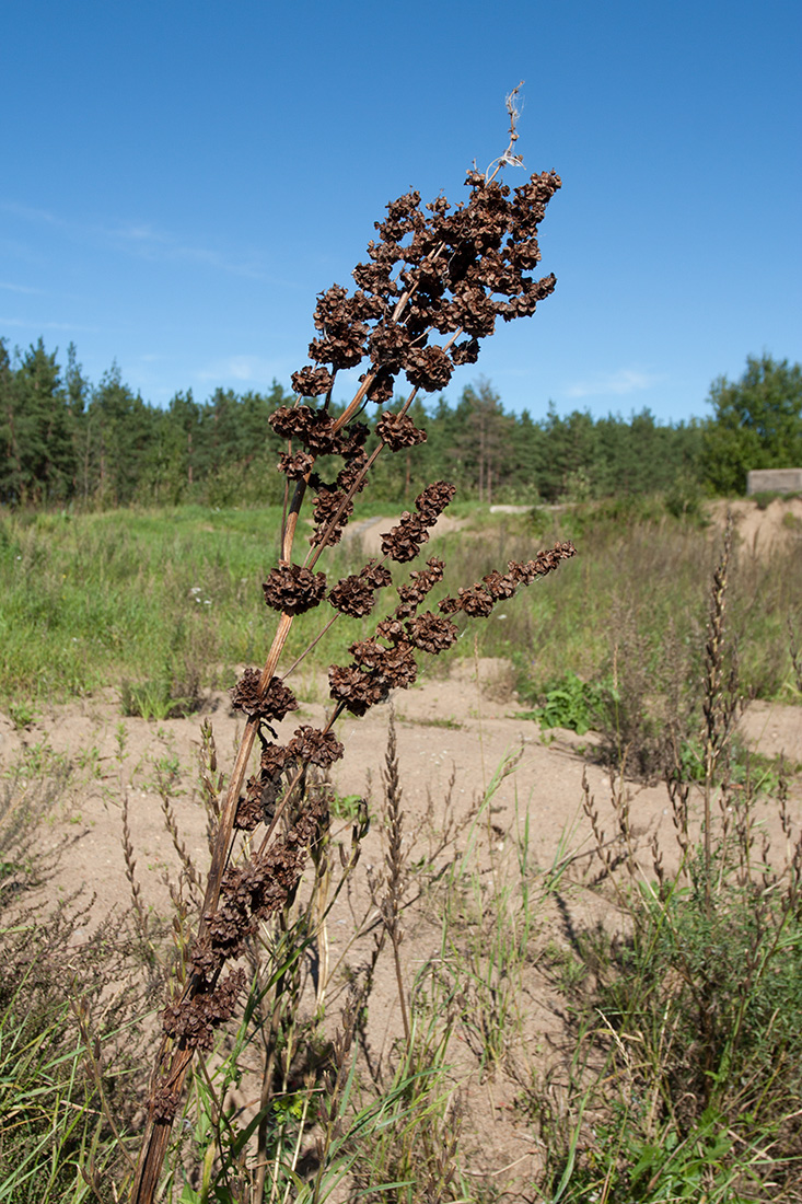 Изображение особи Rumex confertus.