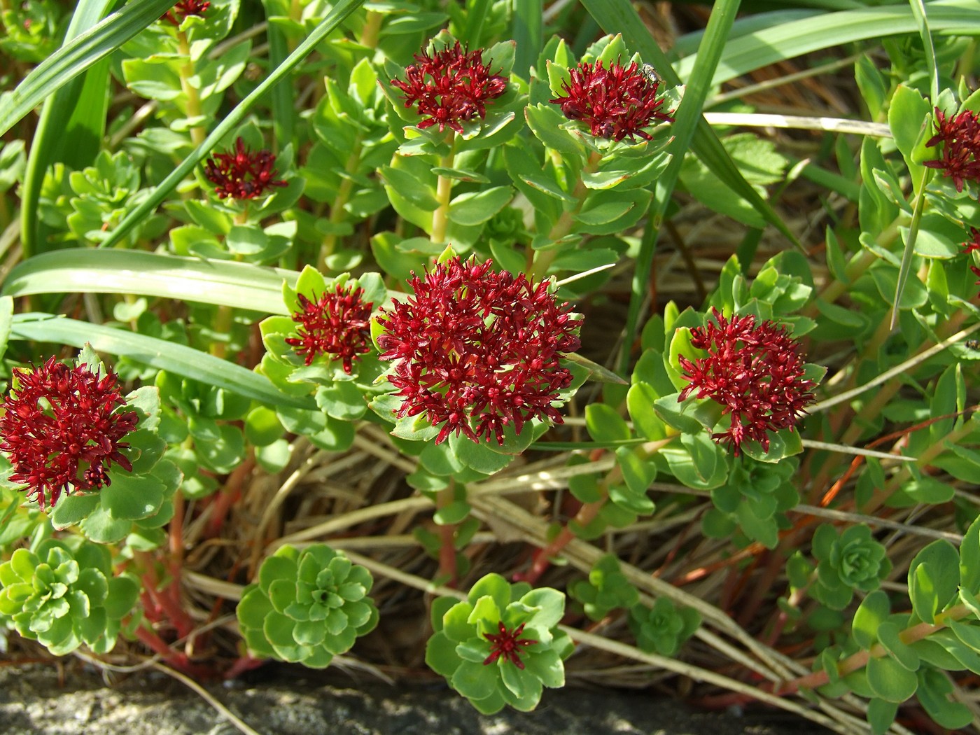 Image of Rhodiola integrifolia specimen.