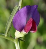 Vicia sativa