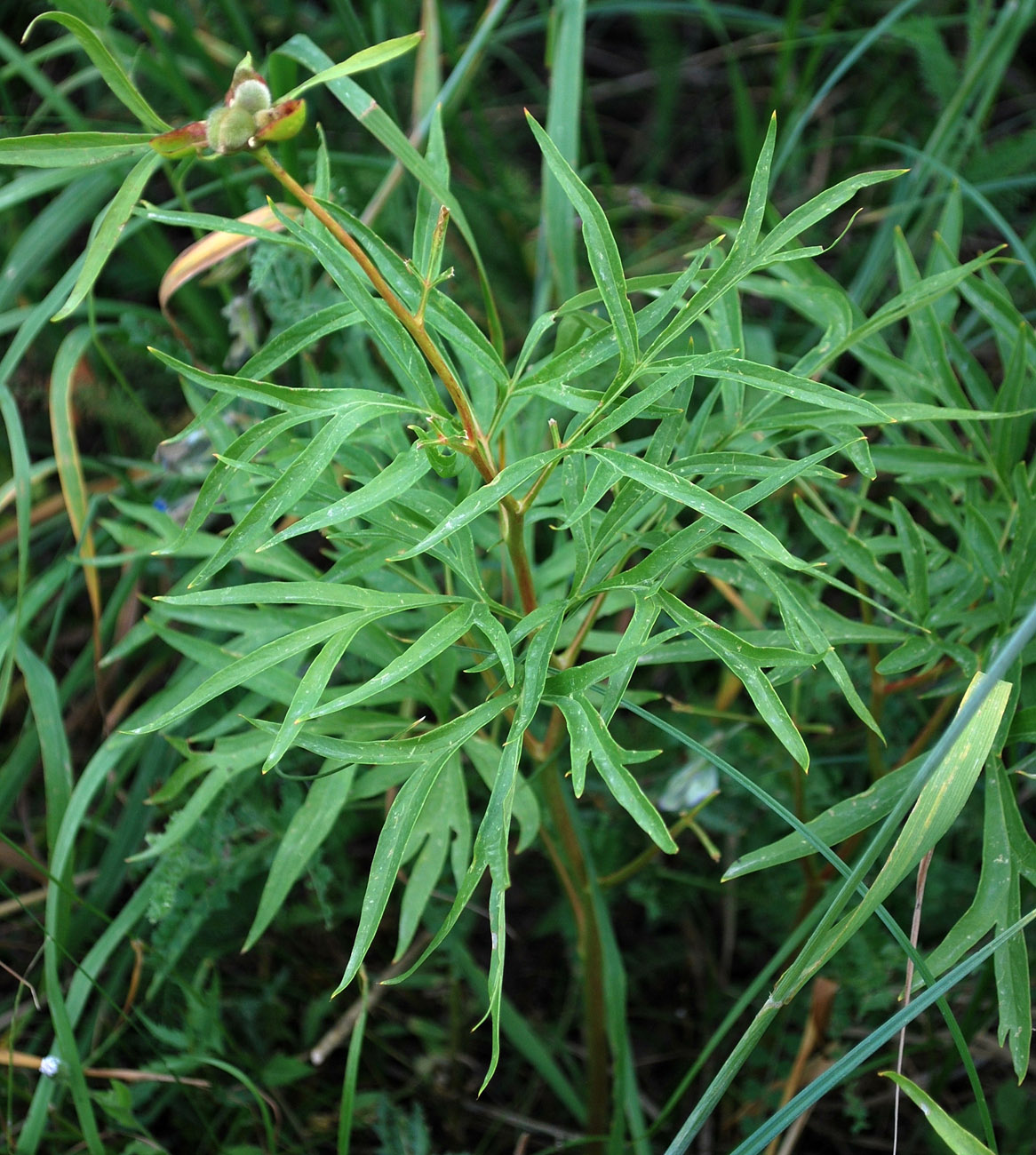 Image of Paeonia hybrida specimen.