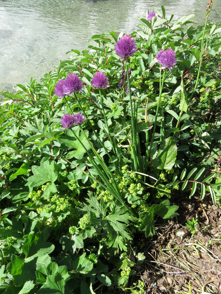 Image of Allium schoenoprasum specimen.