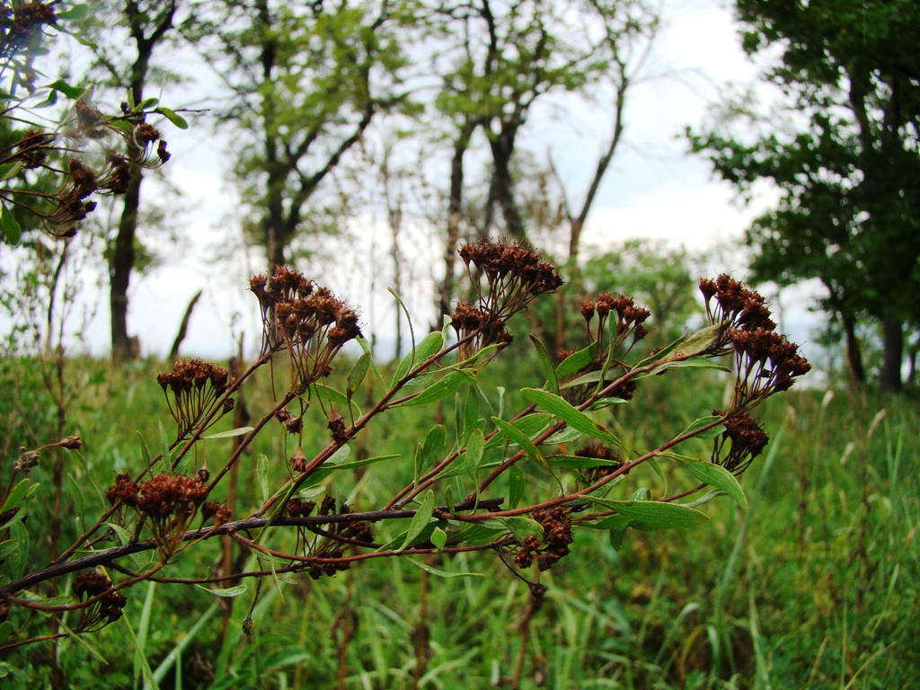 Изображение особи Spiraea hypericifolia.