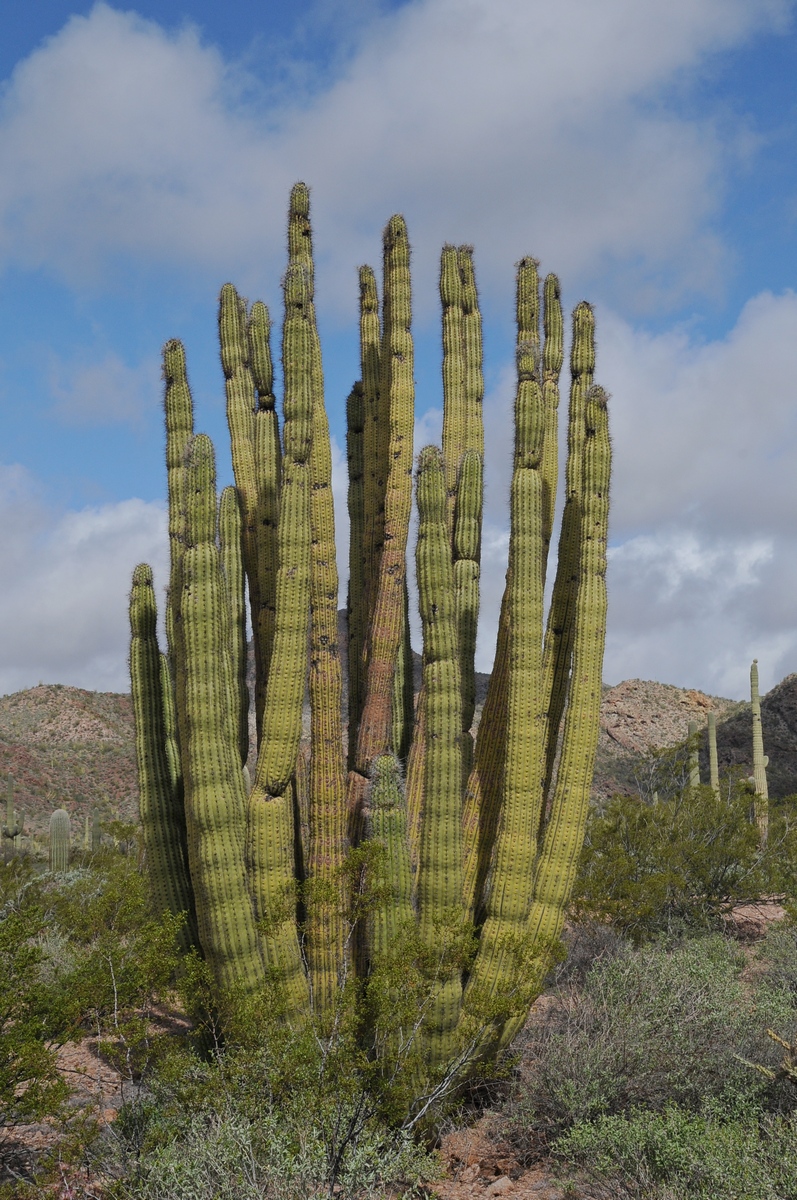 Image of Stenocereus thurberi specimen.