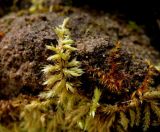 genus Brachythecium