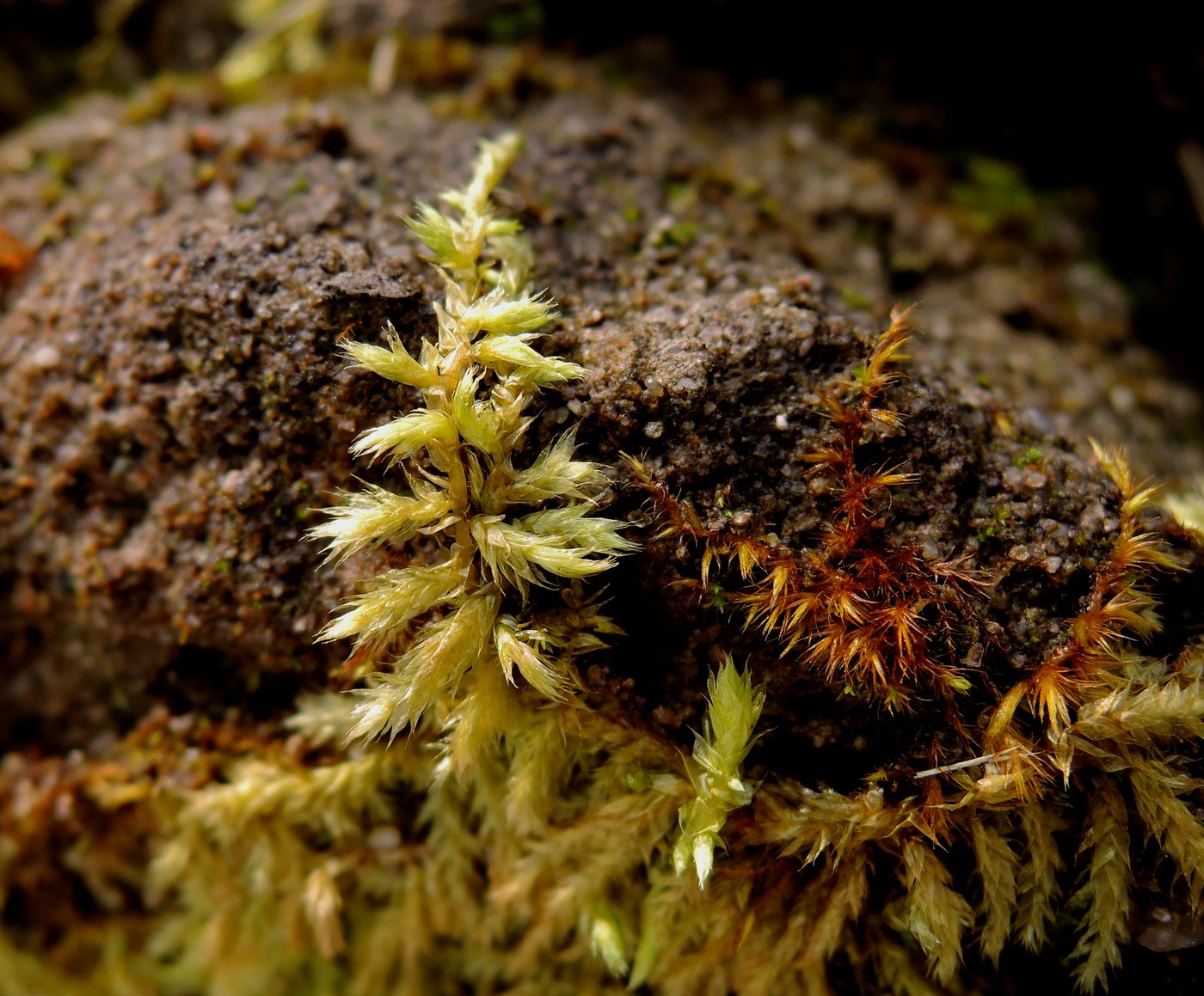 Image of genus Brachythecium specimen.