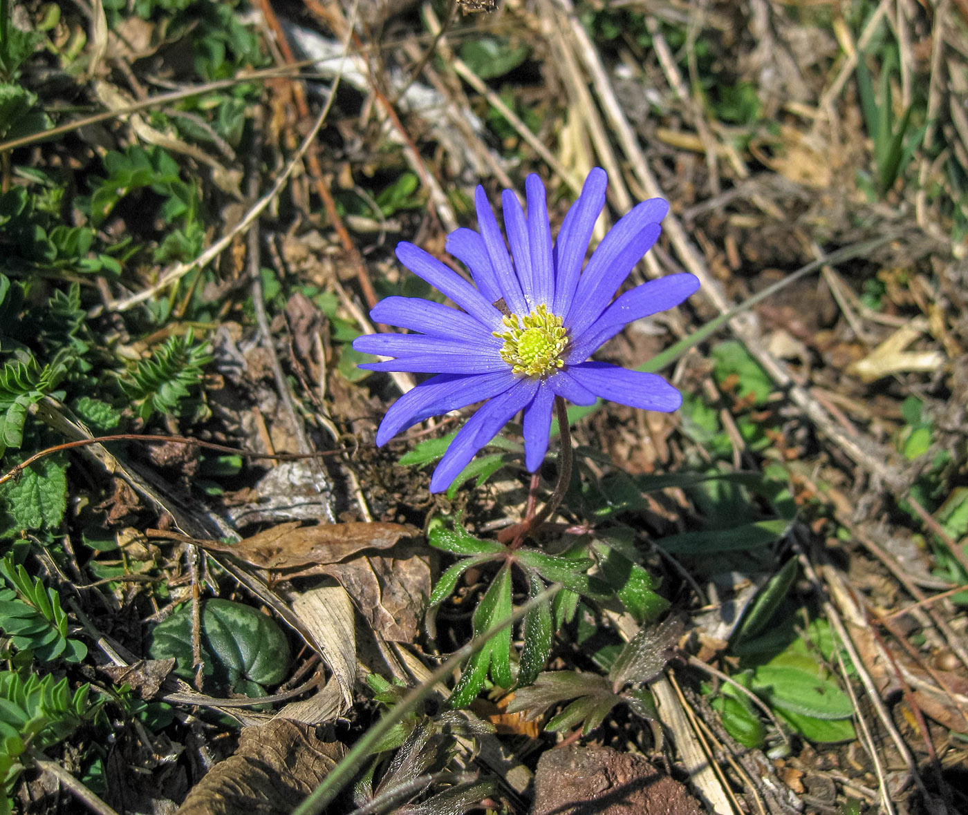 Изображение особи Anemone banketovii.