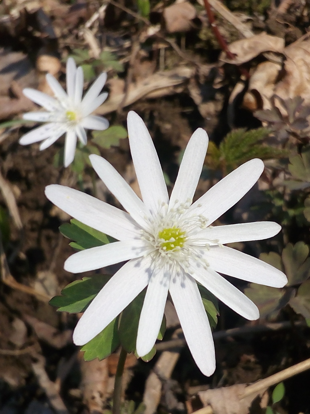 Image of Anemone raddeana specimen.