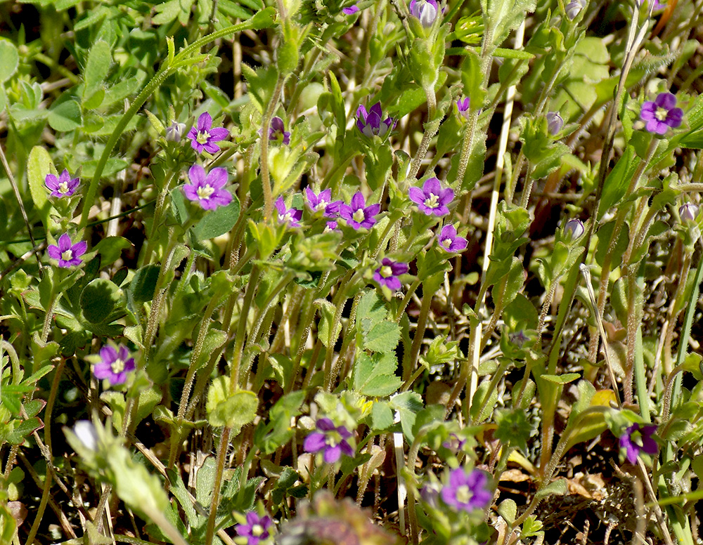 Image of Legousia hybrida specimen.