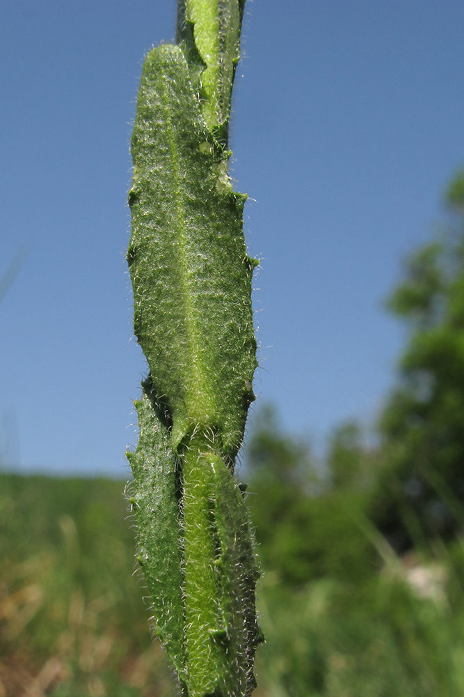 Image of Arabis sagittata specimen.