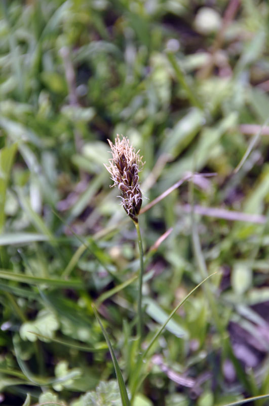 Image of Carex praecox specimen.