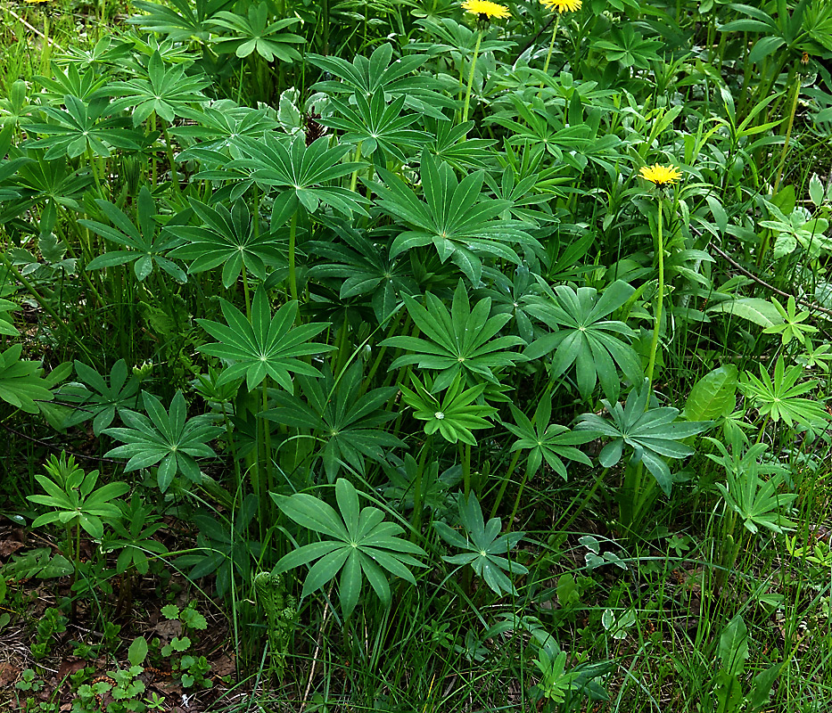 Изображение особи Lupinus polyphyllus.