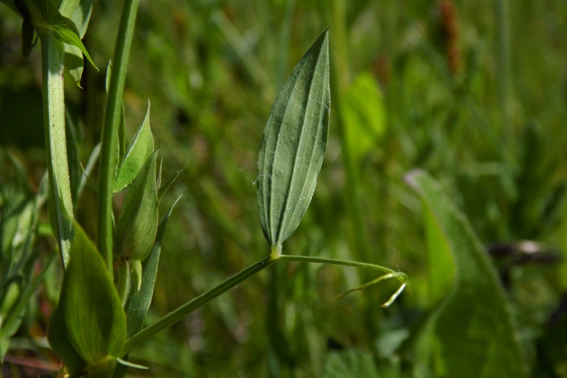 Изображение особи Lathyrus pratensis.