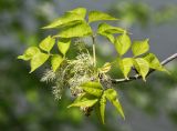 Fraxinus rhynchophylla