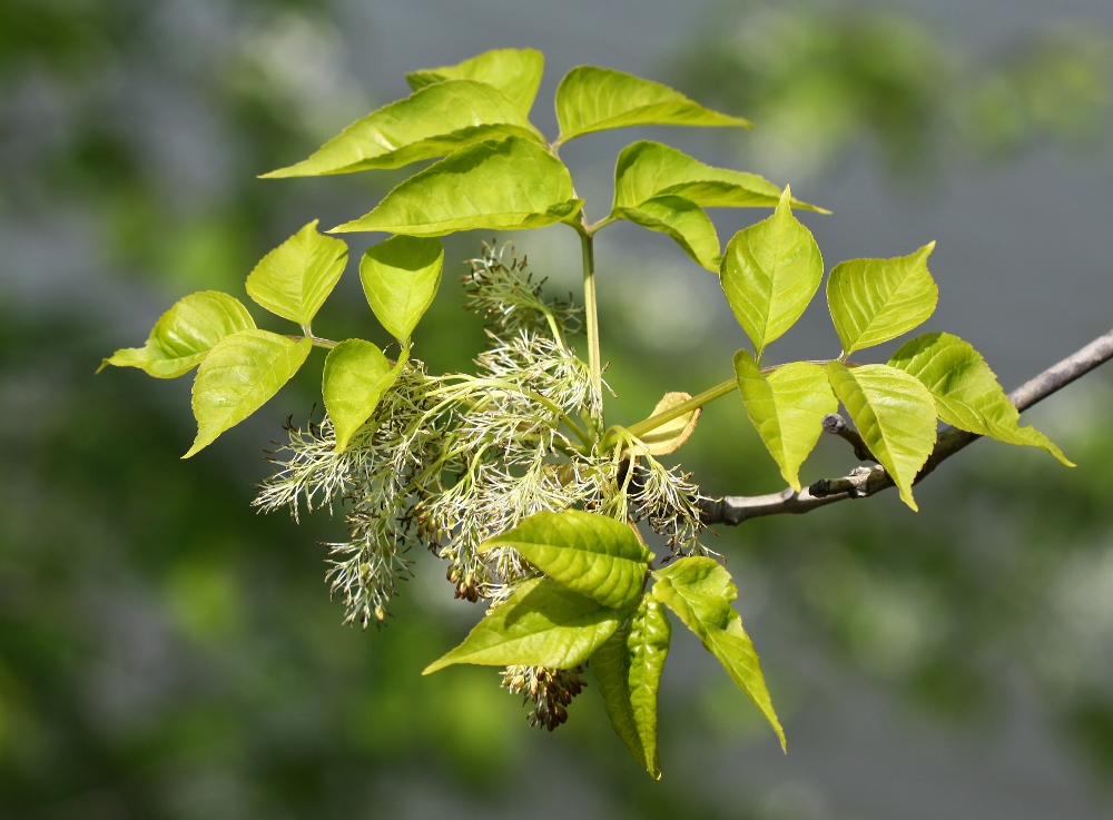 Image of Fraxinus rhynchophylla specimen.