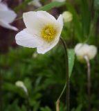 Anemone sylvestris. Цветок. Пермский край, г. Пермь, Кировский р-н, садовый участок, в культуре. 12.06.2017.