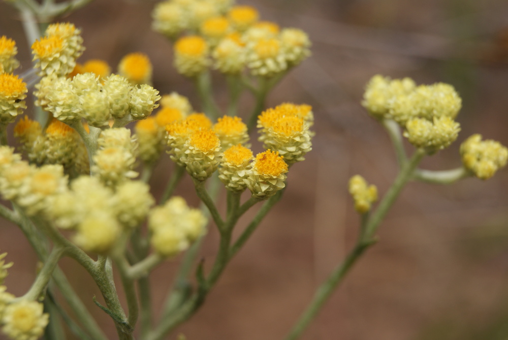 Изображение особи Helichrysum arenarium.