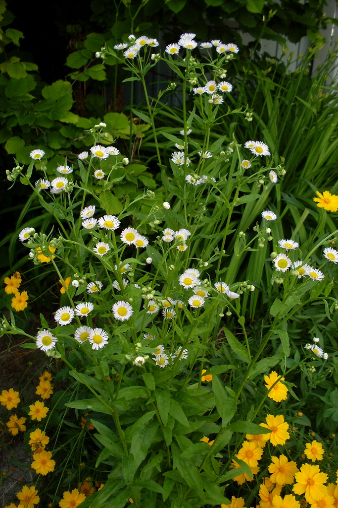 Image of Erigeron annuus specimen.