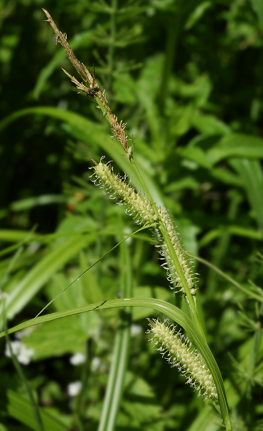 Image of Carex rhynchophysa specimen.