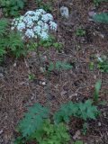 Pimpinella saxifraga