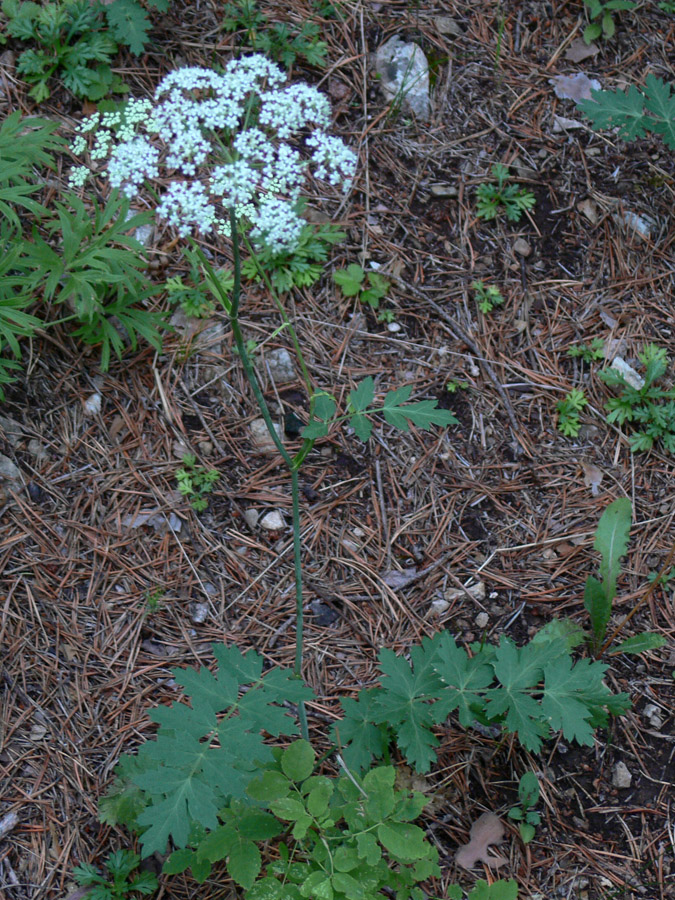 Изображение особи Pimpinella saxifraga.