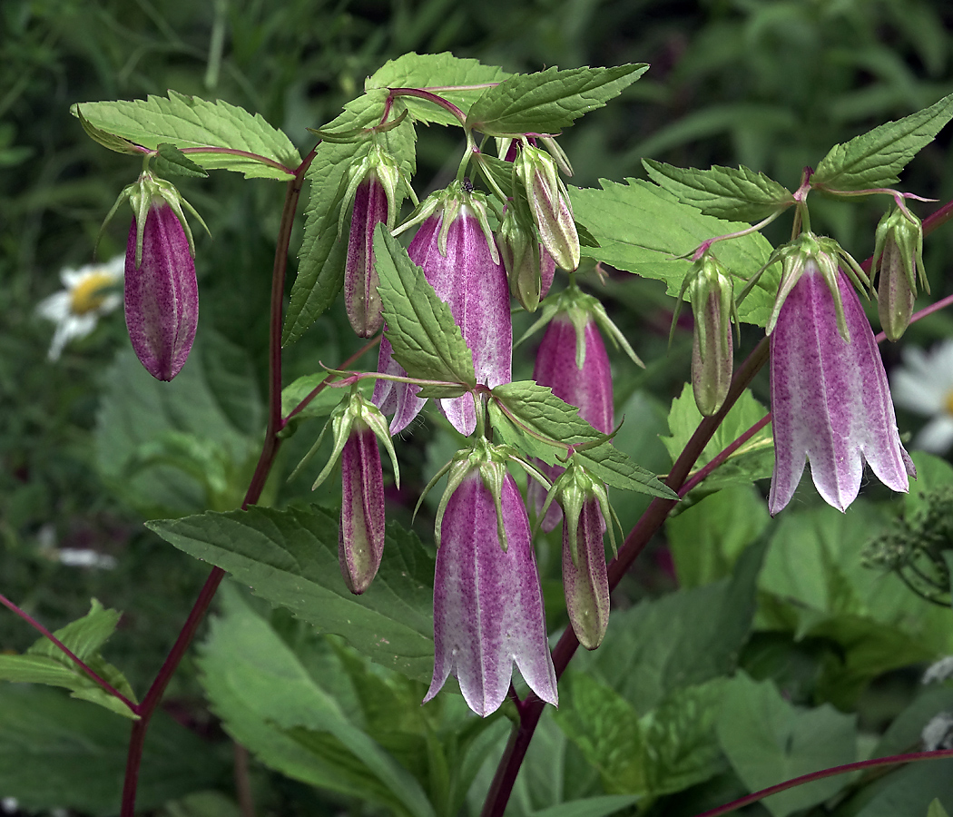 Image of Campanula takesimana specimen.