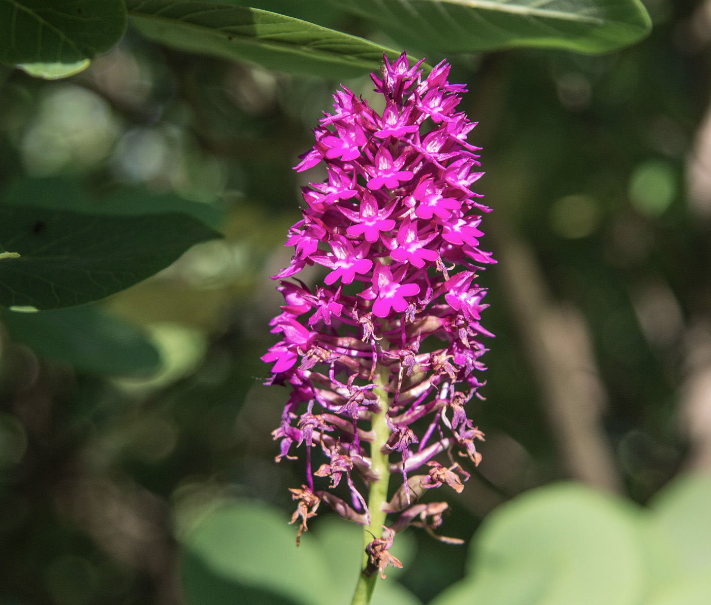 Изображение особи Anacamptis pyramidalis.