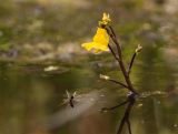 Utricularia &times; neglecta