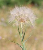 род Tragopogon. Верхушка побега с соплодием. Ростовская обл., Неклиновский р-н, Новобессергеневское с/п, балка Платонова, в степи. 24.07.2017.