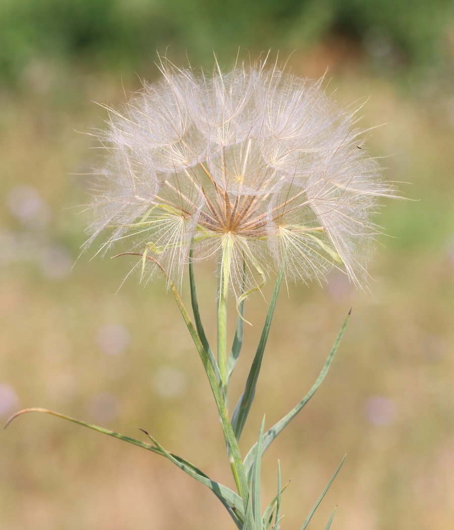 Image of genus Tragopogon specimen.