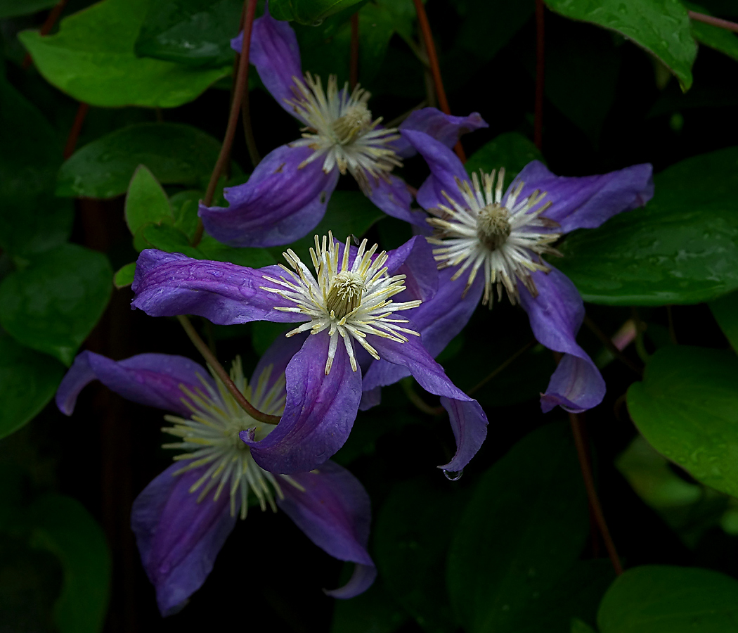 Image of Clematis × jackmanii specimen.