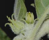 Withania somnifera