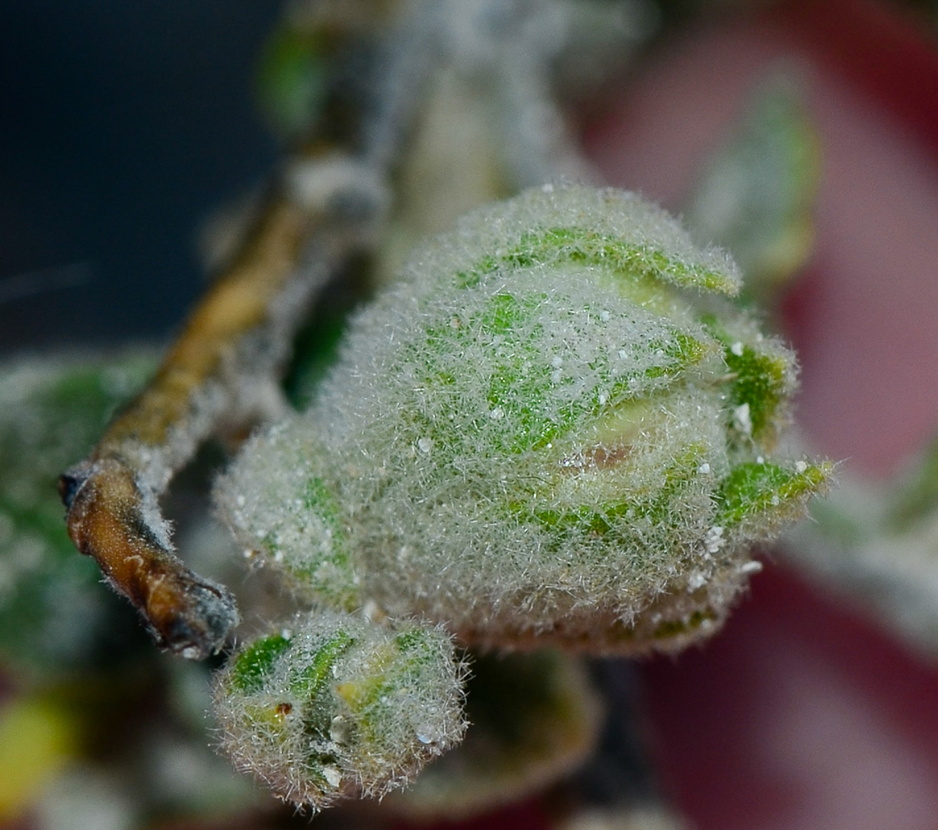 Image of Verbascum jordanicum specimen.