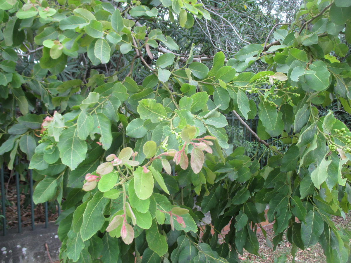 Image of Corymbia torelliana specimen.