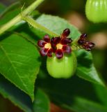 Jatropha gossypiifolia. Веточка соцветия с бутонами, цветками и созревающим плодом. Израиль, впадина Мёртвого моря, киббуц Эйн-Геди. 25.04.2017.