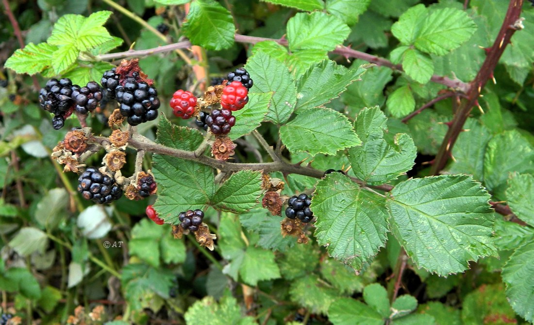 Изображение особи род Rubus.