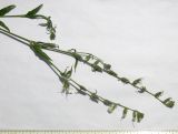 Silene dichotoma