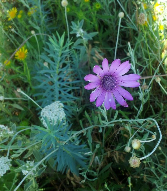 Изображение особи Xeranthemum annuum.