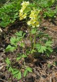 Corydalis bracteata