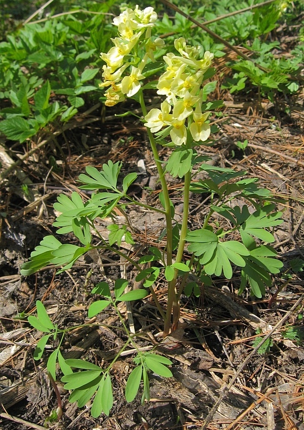Image of Corydalis bracteata specimen.