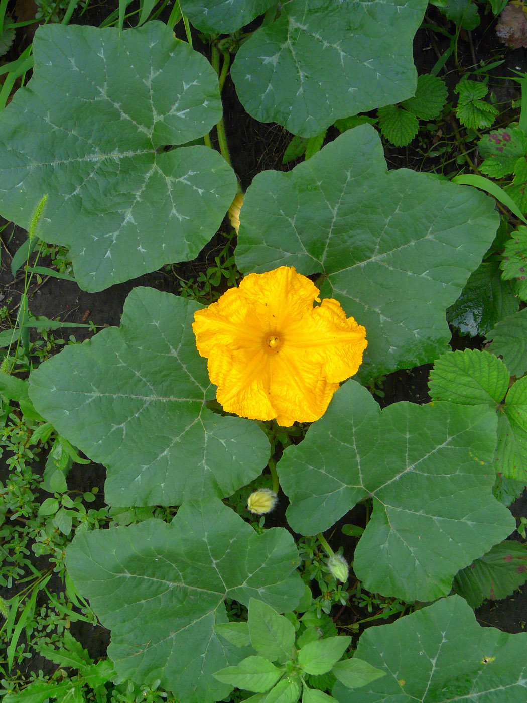 Image of Cucurbita pepo specimen.