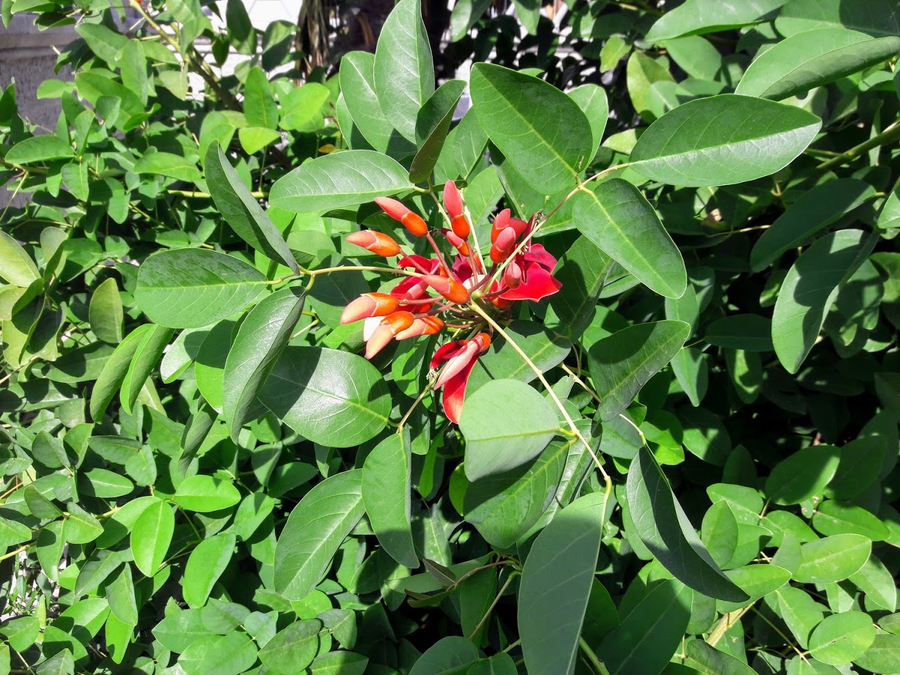 Изображение особи Erythrina crista-galli.